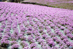 芝桜
