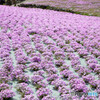 芝桜