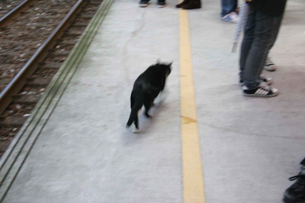 猫
