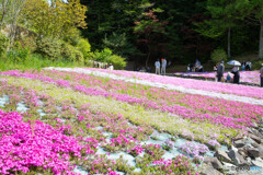 芝桜