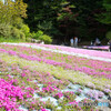 芝桜