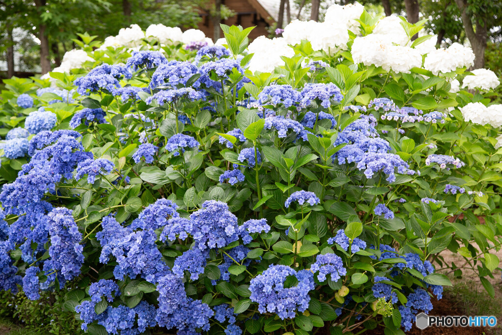 紫陽花
