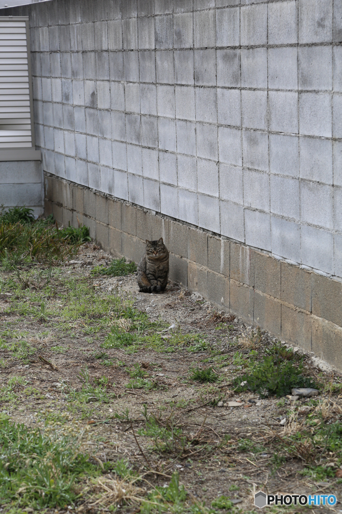 野良猫
