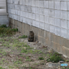 野良猫
