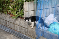 泉大津