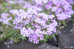 芝桜
