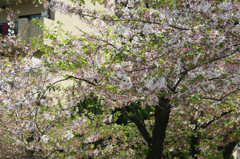 桜
