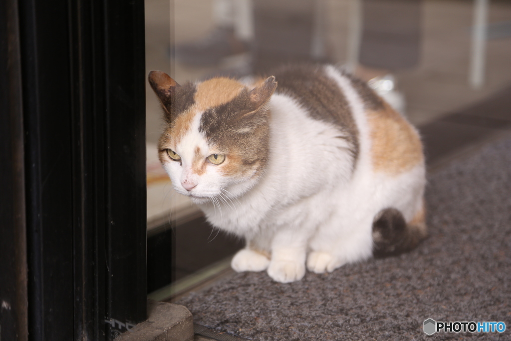 猫