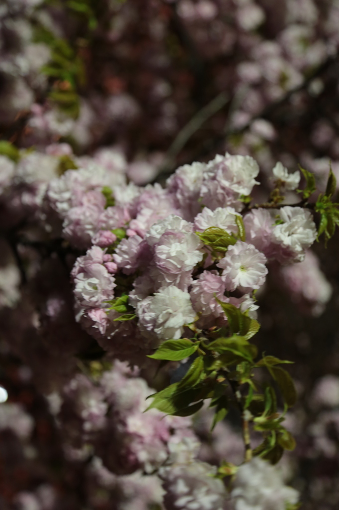 夜桜