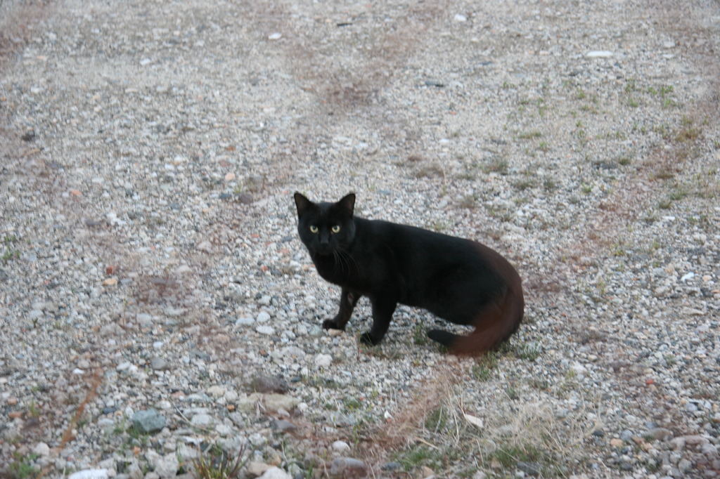 黒猫