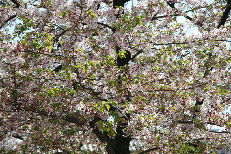 桜