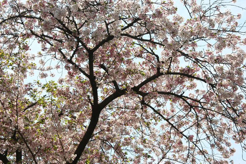桜