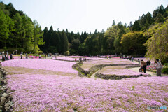 芝桜