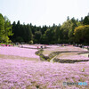 芝桜
