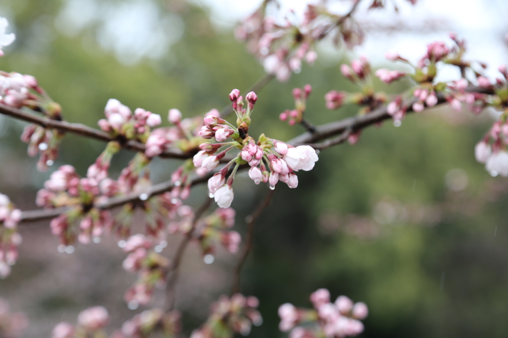 蹴上インクライン
