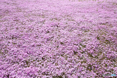 芝桜