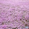 芝桜