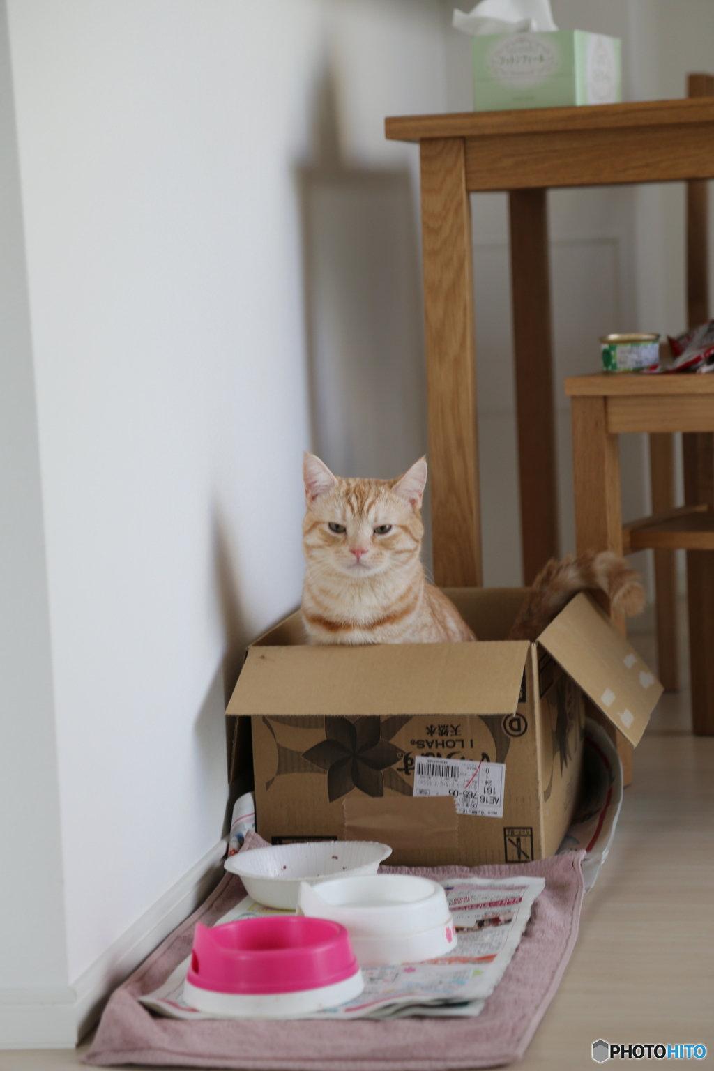 ねこトイレ中