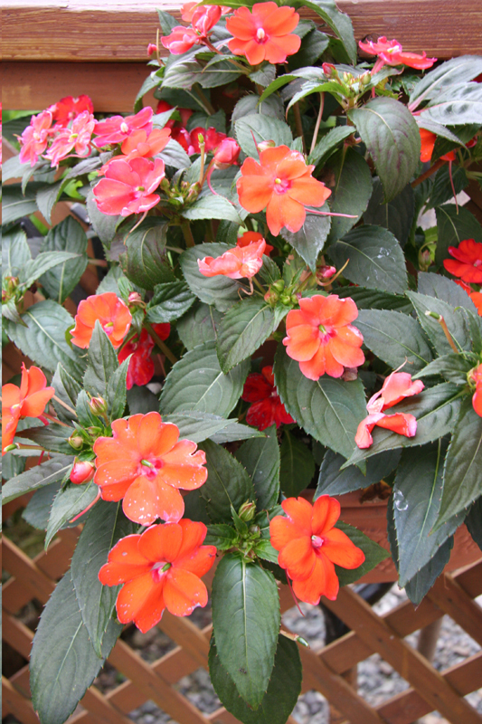 花