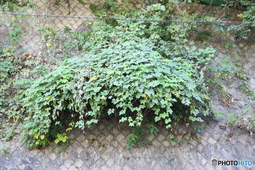 学園坂