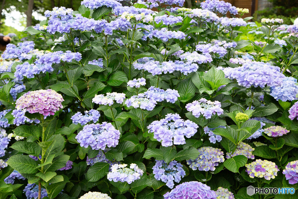 紫陽花