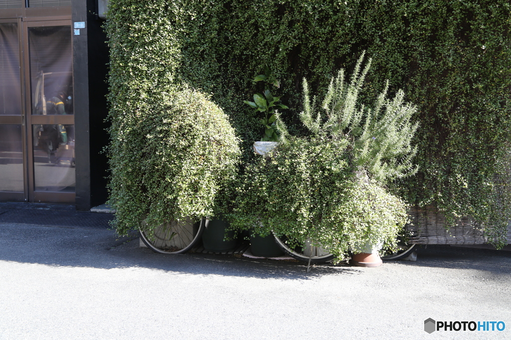 植物が絡まった自転車