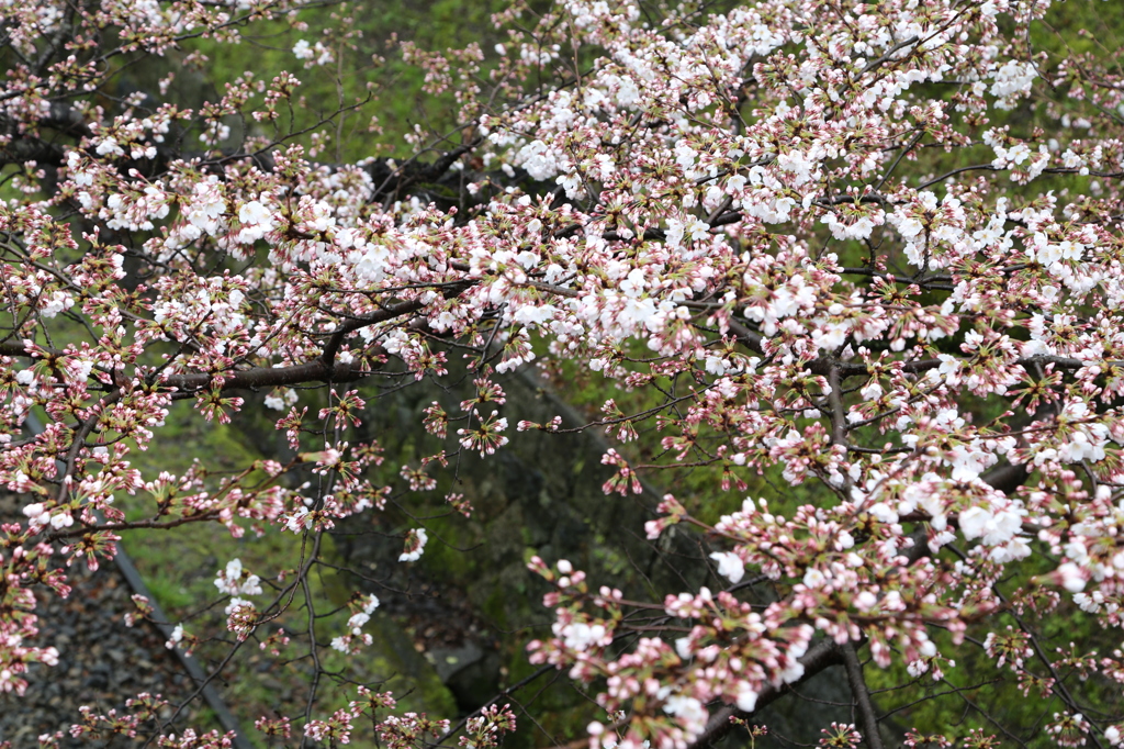 蹴上インクライン