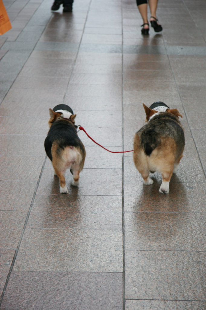 dog