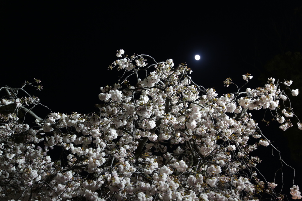 夜桜
