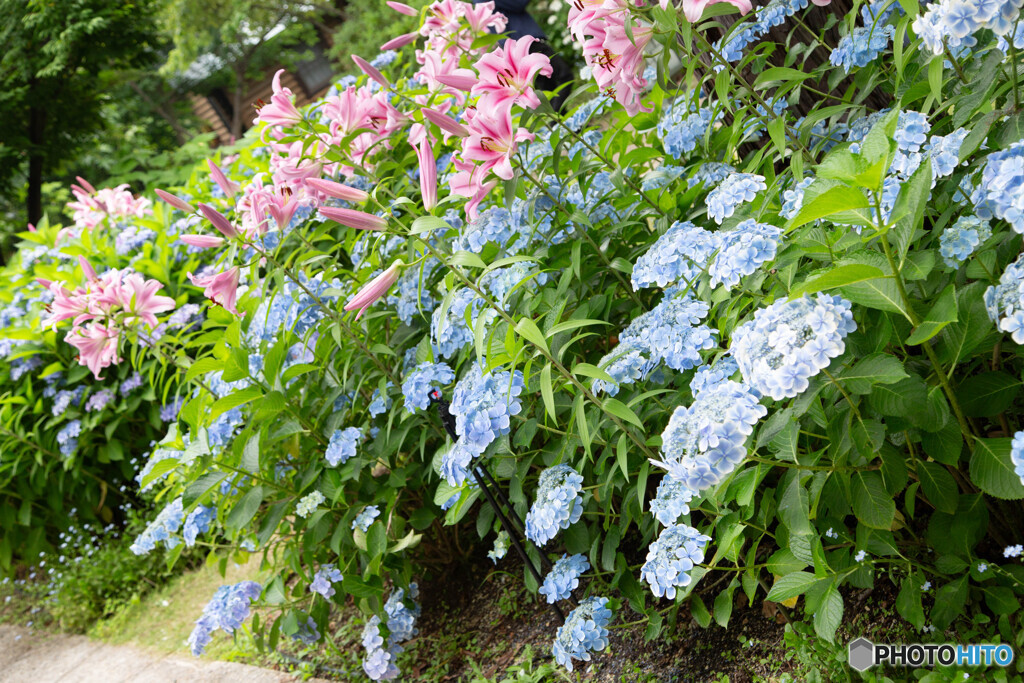紫陽花とユリ