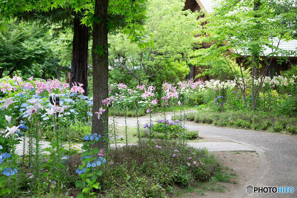 ユリと紫陽花の道