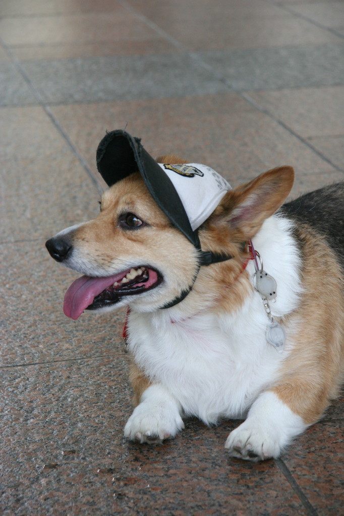 dog