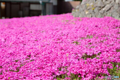 芝桜