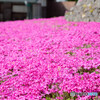 芝桜