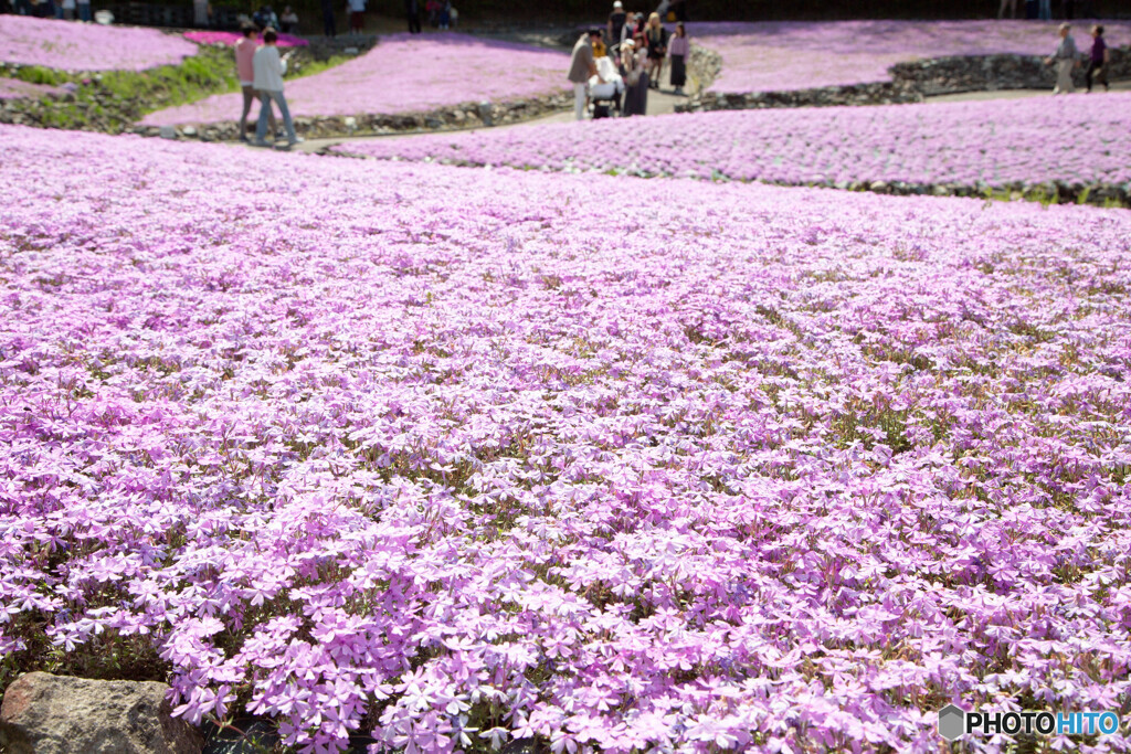 芝桜