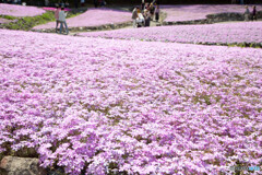 芝桜