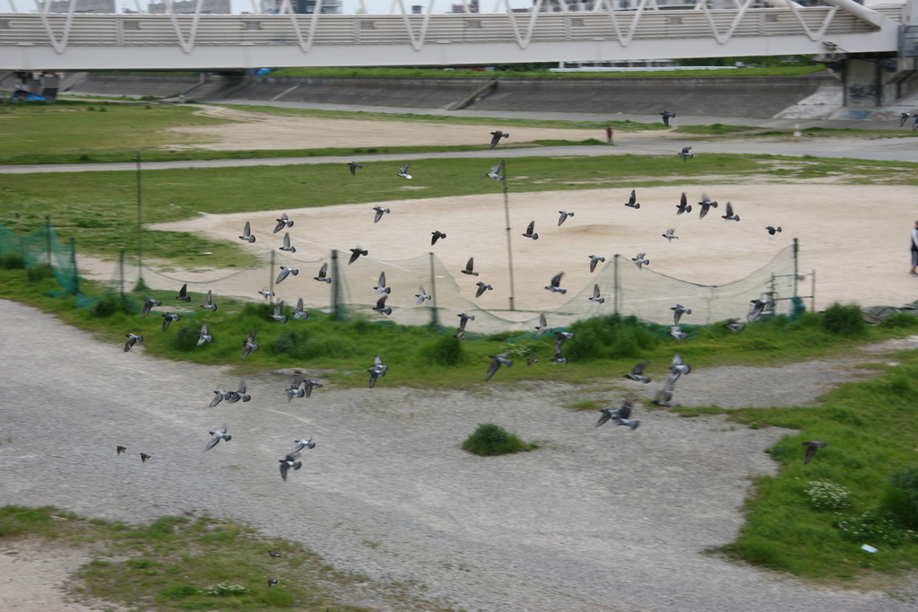 鳩