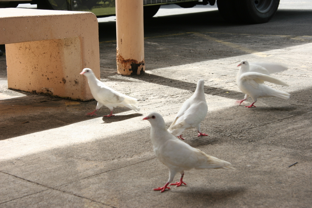 鳩