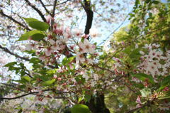 桜