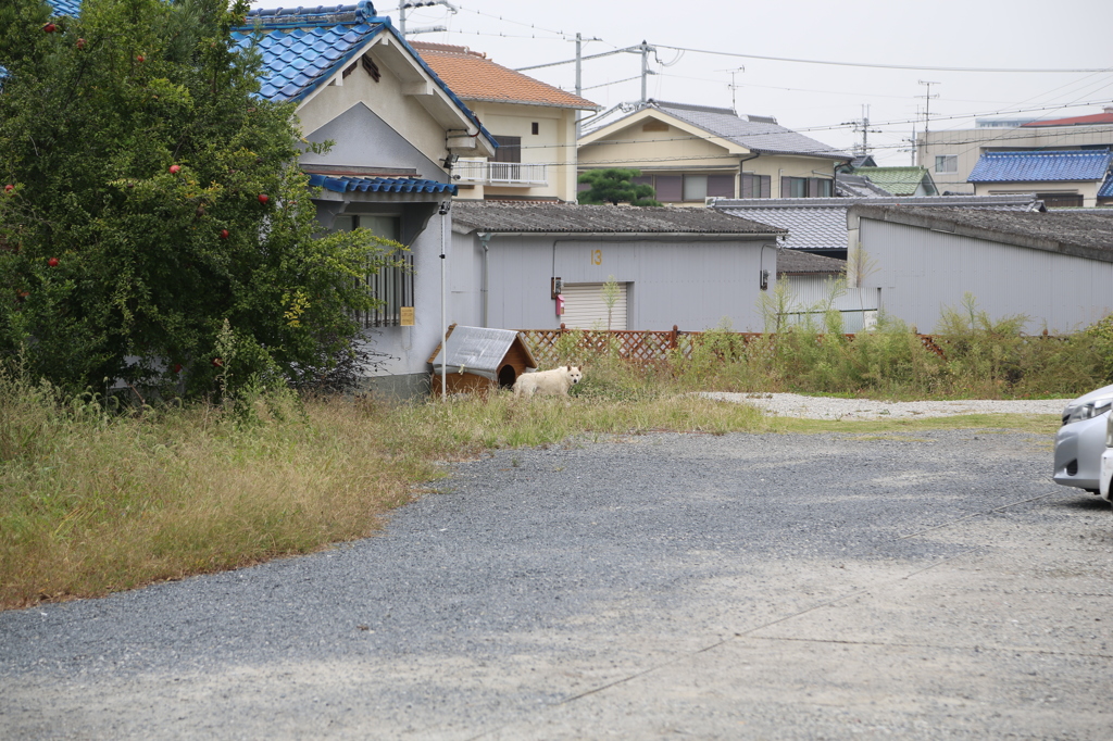 犬