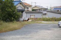 犬