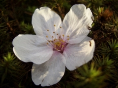 CIMG0601