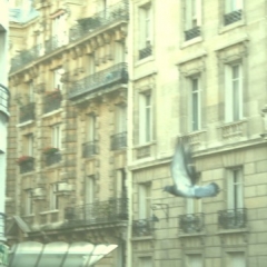 fly