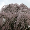 京都御苑　桜2