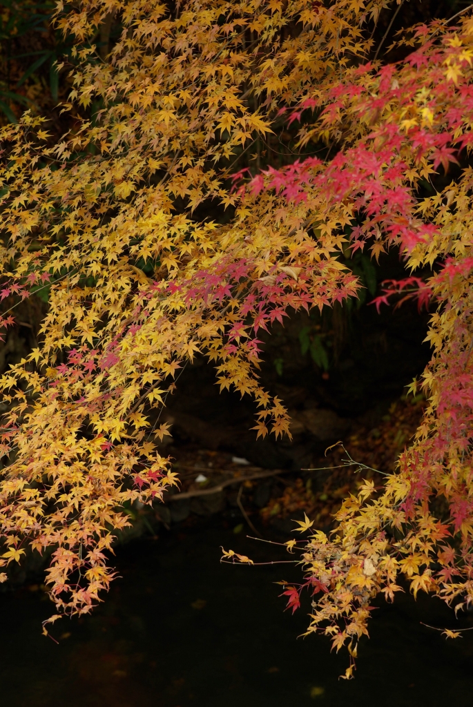 京都　大原　紅葉3