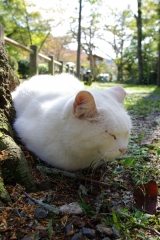 哲学の猫