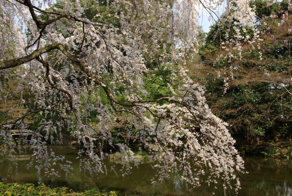 京都御苑　桜5