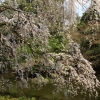 京都御苑　桜5