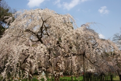 京都御苑　桜3