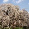 京都御苑　桜3